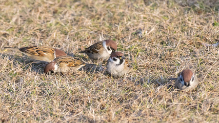 Sparrows