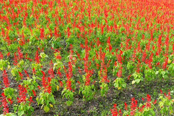 Salvia field