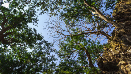 deep forest, jungle in Thailand