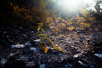 Trees on rock