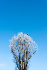 Vereister Baum im Winter vor blauem klaren Himmel.