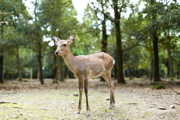 Naklejka na ściany i meble Cute deer in Nara