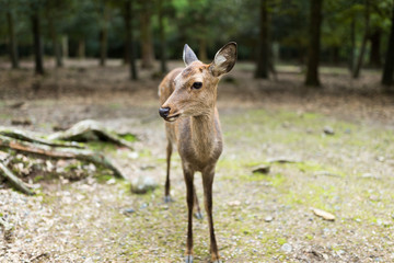 Nara deer