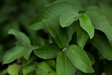 Fototapeta na wymiar Leaves of guava close up,guava green.