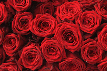 Big red roses
