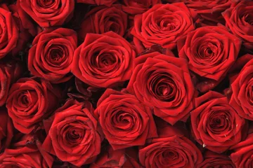 Tableaux ronds sur plexiglas Anti-reflet Roses Big red roses