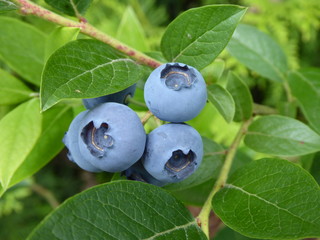 Blaubeeren