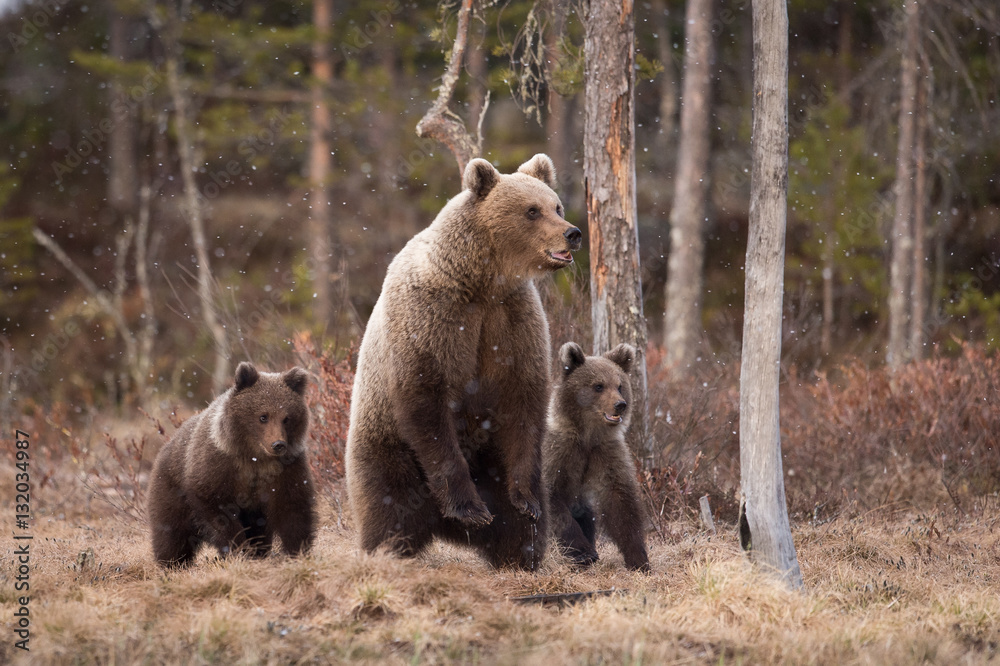 Wall mural brown bear family in spring