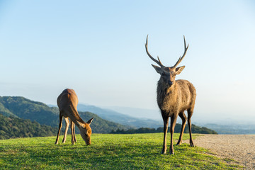 Male Deer at highland