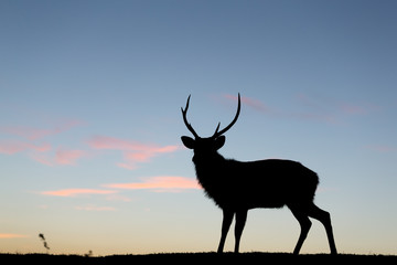 Silhouette of stag deer