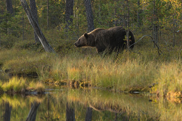 brown bear looking out by the lake