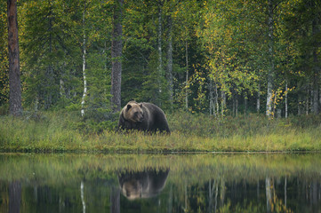 Naklejka na ściany i meble brown bear with reflection in the lake