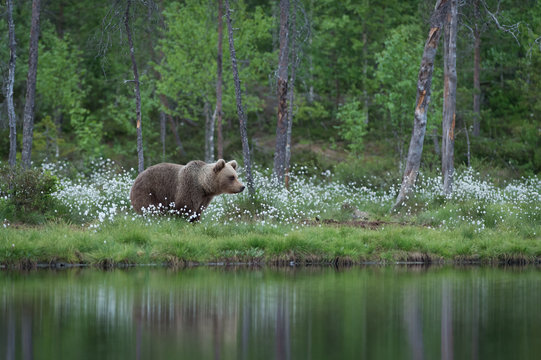 female brown bear in summer forest and lake