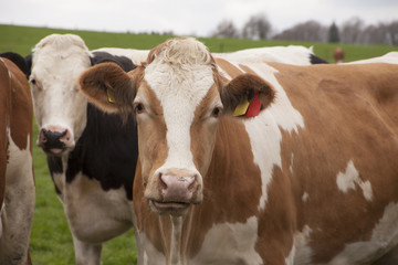 Fototapeta na wymiar Kühe auf einer Wiese