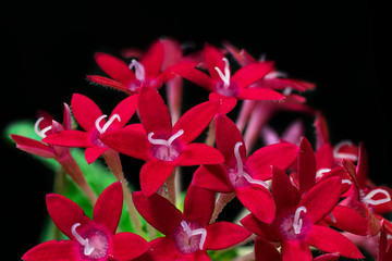 bouquet of red pentas flowers on black background