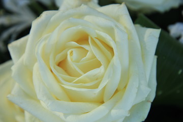 Big white wedding roses