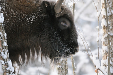 Wisent in winter forest