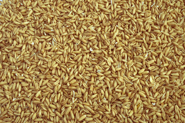 Natural dry oat grains background