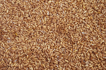 Natural dry oat grains background