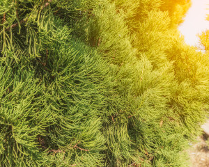 Christmas pine trees, green prickly branches of a fur tree .