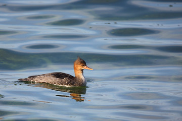 red-breasted merganser swimming in blue water