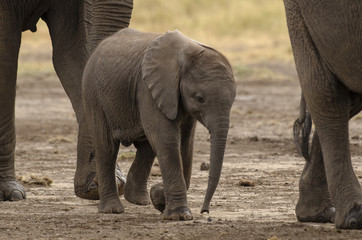 Fototapeta premium Eléphant d’Afrique, Loxodonta africana, parc national de Tarangire, Tanzanie