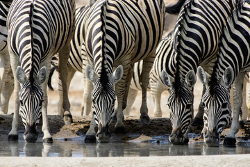 Zebras communal drinking