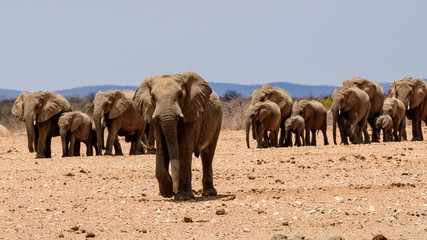 Fototapeta premium Walking to the waterhole