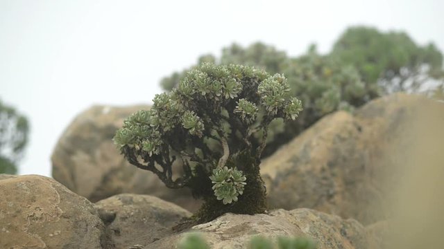 A canary oxeye (Asteriscus sericeus) or Canary Island Daisy in the clouds of the Pico de la Zarza Mountain,  Fuerteventura - Spain. 11131

