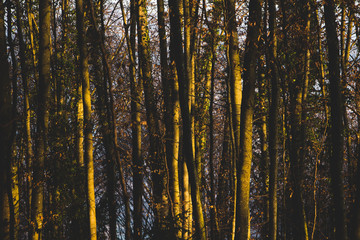 Fototapeta premium Golden trees