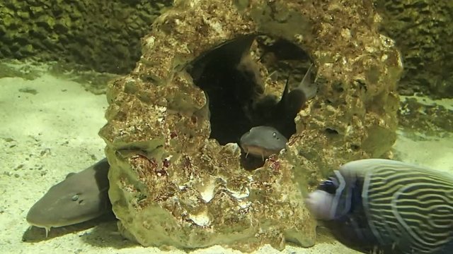 Imágenes de Hemiscylliidae descubre bancos de fotos, ilustraciones