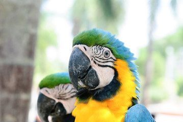 Blue & Gold Macaws (Ara ararauna)