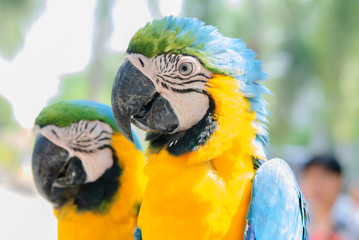 Blue & Gold Macaws (Ara ararauna)