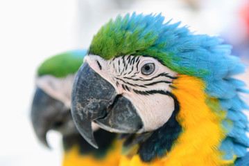 Blue & Gold Macaws (Ara ararauna)