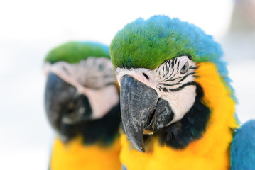 Blue & Gold Macaws (Ara ararauna)