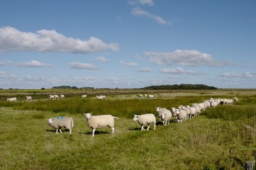 Schafe auf Föhr