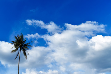 beautiful sky and coconut tree