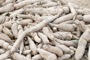 background of dried Tapioca or Cassava