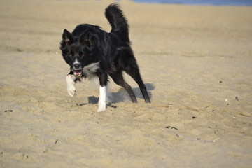 Border Collie am Strand