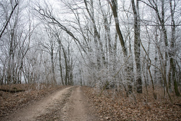 Winter road in frosty forest