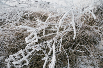 Frozen plant, winter details
