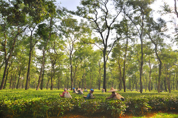 Women tea garden workers pluck tea leaves  in Assam - India - obrazy, fototapety, plakaty