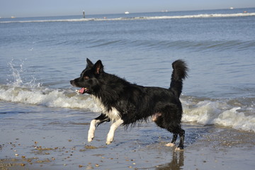 Border Collie am Strand