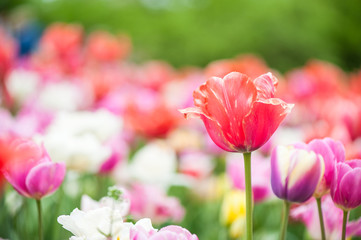 Obraz na płótnie Canvas Rose tulip