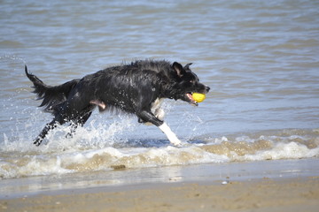 Border Collie am Strand