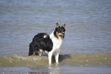 Border Collie am Strand