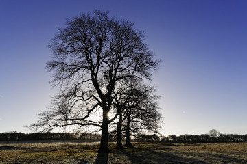 Fototapeta premium Trees with winter sun