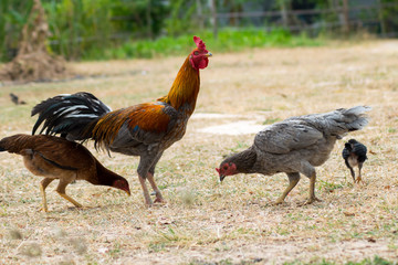 Chickens at feeding time