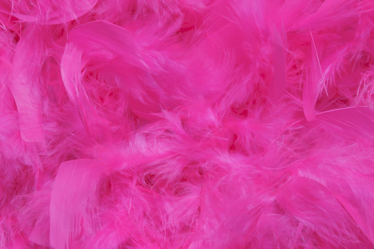 Pink Feather Background