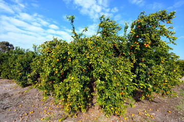 Fototapeta na wymiar Ripe mandarin tree in the farm garden